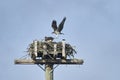 Young Osprey Pandion haliaetus tests itÃ¢â¬â¢s wings